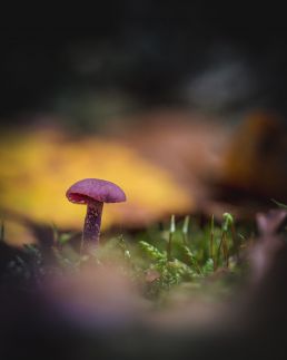 amethyst-deceiver-purple-mushroom-in-autumnal-environment