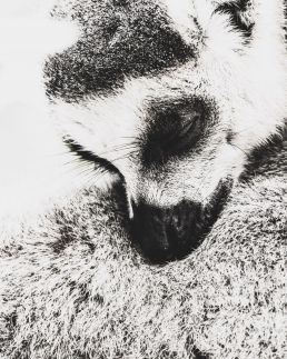 black-and-white-photo-of-ring-tailed-lemur
