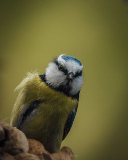 blue-tit-looking-at-you