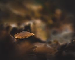 brown-mushroom-in-autumnal-environment