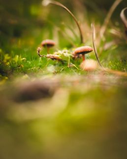 closeup-of-mushroom-in-the-moss