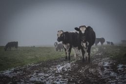 cows-approaching-the-camera