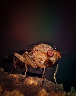 dungfly-macro-stacked