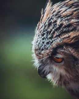 eagle-owl-close-up
