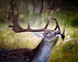 fallow-deer-about-to-sneeze