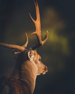 fallow-deer-kissed-by-golden-sun