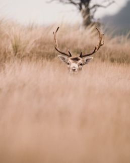 fallow-deer-peeping-its-head-above-the-field