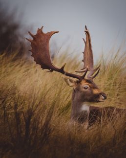 fallow-deer-showing-off-antlers