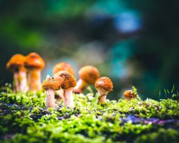 family-of-mushrooms-grouped