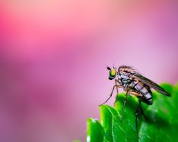 fly-on-the-edge-of-a-leaf-with-pink-background