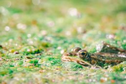 frog-camouflaged-in-water