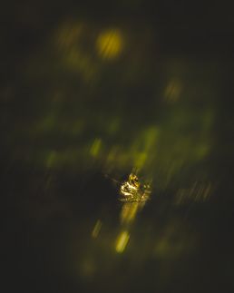 frog-hidden-in-duckweed-motion-blurred
