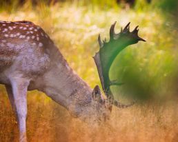 grazing-fallow-deer