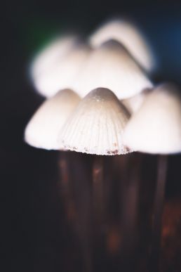 group-of-mushrooms-in-dark-background