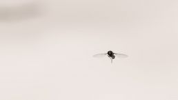 hoverfly-photgraphed-mid-air-blackwhite