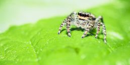 jumping-spider-looking-towards-camera