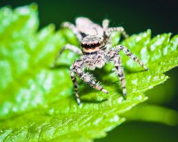 jumping-spider-on-green-leaf-looking-away