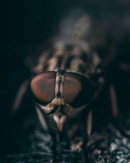 large-horsefly-macro-photo