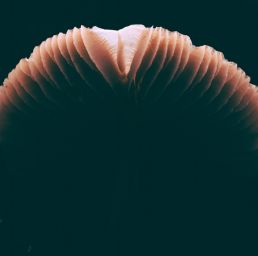 low-key-photo-of-a-mushrooms-edge