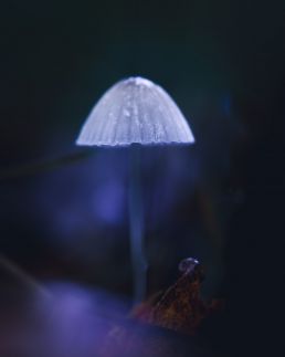 magical-mushroom-in-forest