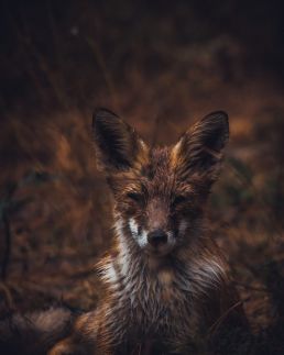 portrait-of-a-wet-fox