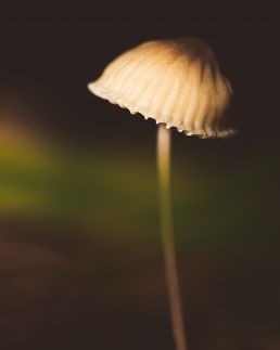 portrait-of-single-mushroom