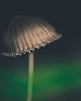 portrait-of-single-mushroom-with-moody-colors