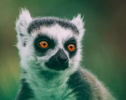 ring-tailed-lemur-looking-surprised