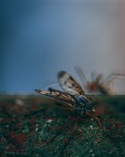 robberfly-on-dirty-object