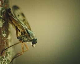 robberfly-waiting-for-prey