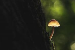 small-mushroom-growing-from-a-tree