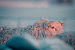 sunrise-on-a-sheep
