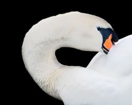 swan-with-black-background