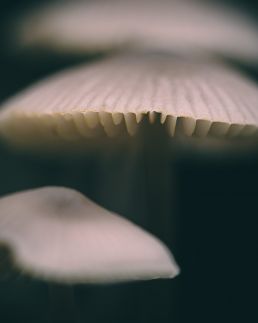 three-mushrooms-in-a-row