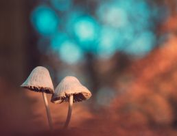 two-mushrooms-in-front-of-orange-teal-background