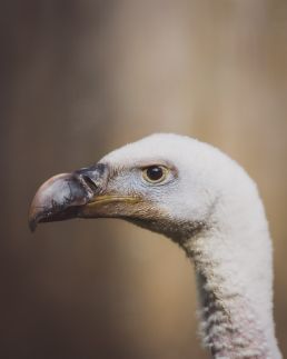 vulture-head-close-up
