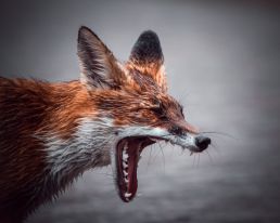 yawning-soaked-fox